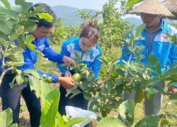 Đoàn xã Quế Sơn giới thiệu gương thanh niên khởi nghiệp tiêu biểu với mô hình kinh tế vườn ổi, mận quy mô 3ha