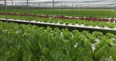 Cặp đôi 8X Đà Nẵng – Quảng Nam khiến nhiều người ‘ngã ngửa’ khi quyết định bỏ phố về quê trồng rau thủy canh Cặp đôi 8X Đà Nẵng – Quảng Nam khiến nhiều người ‘ngã ngửa’ khi quyết định bỏ phố về quê trồng rau thủy canh
