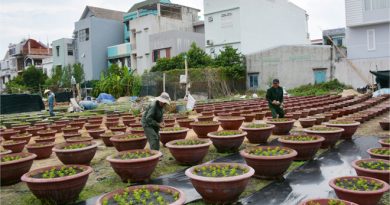 Khởi động mùa hoa Tết Khởi động mùa hoa Tết
