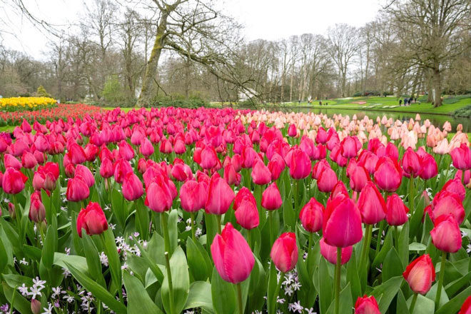 “Sinh nhật” thứ 75 của vườn hoa tulip lớn nhất thế giới