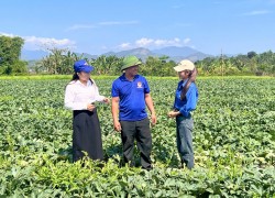 Xã Bà Nà: Bí thư Chi đoàn thôn Hòa Khương Đông tiên phong phát triển mô hình trồng dưa hấu trên đất hoang