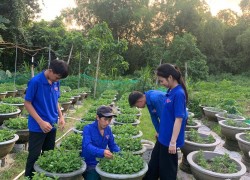 Thanh niên Nguyễn Đức Dương phát triển kinh tế gia đình từ mô hình trồng hoa tại xã Điện Bàn Tây
