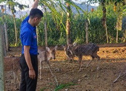 Thanh niên Nguyễn Văn Phúc khởi nghiệp với mô hình nuôi hươu, nai lấy nhung tại xã Tây Hồ
