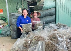 Gương sáng thanh niên khởi nghiệp Võ Thị Xuân Tâm với mô hình trồng và liên kết tiêu thụ cây dược liệu