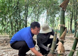 Trà Thanh Thịnh khởi nghiệp từ mô hình trồng, chế biến và kinh doanh sản phẩm măng tre tại xã Đồng Dương