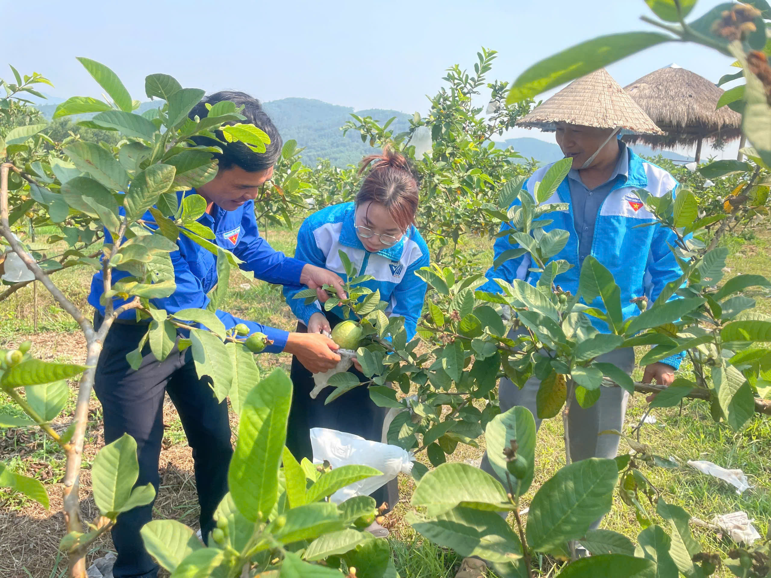Đoàn xã Quế Sơn giới thiệu gương thanh niên khởi nghiệp tiêu biểu với mô hình kinh tế vườn ổi, mận quy mô 3ha