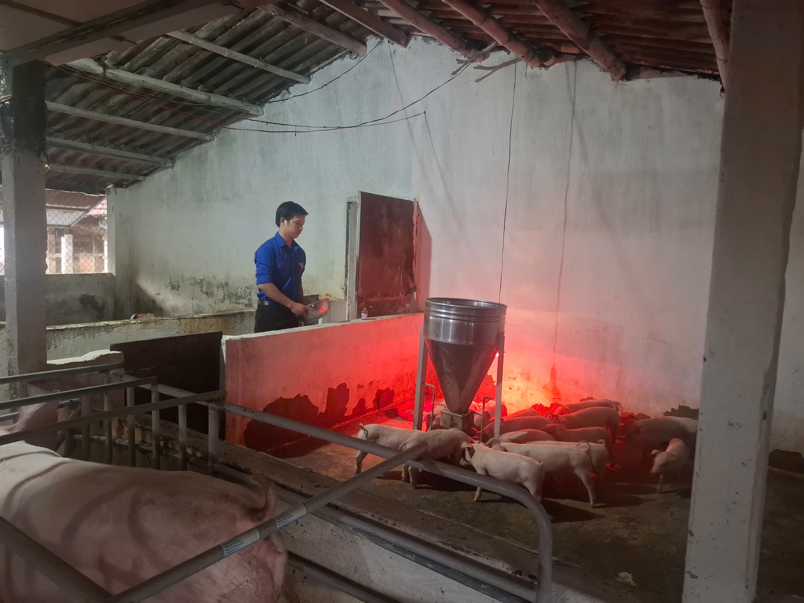 Bí thư Chi đoàn thôn Xuân Phú Phan Văn Chí – gương thanh niên khởi nghiệp, phát triển kinh tế giỏi