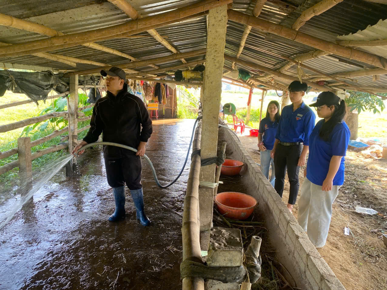 Thanh niên Nguyễn Đình Quy phát triển kinh tế gia đình từ mô hình chăn nuôi chuồng trại tại xã Điện Bàn Tây