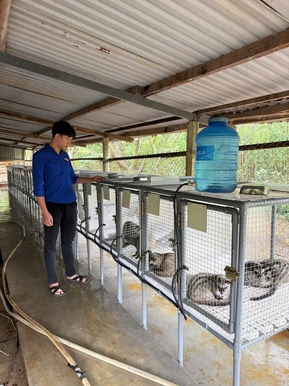 Tuổi trẻ Tây Hồ: Triệu Văn Ý khởi nghiệp từ mô hình nuôi chồn hương