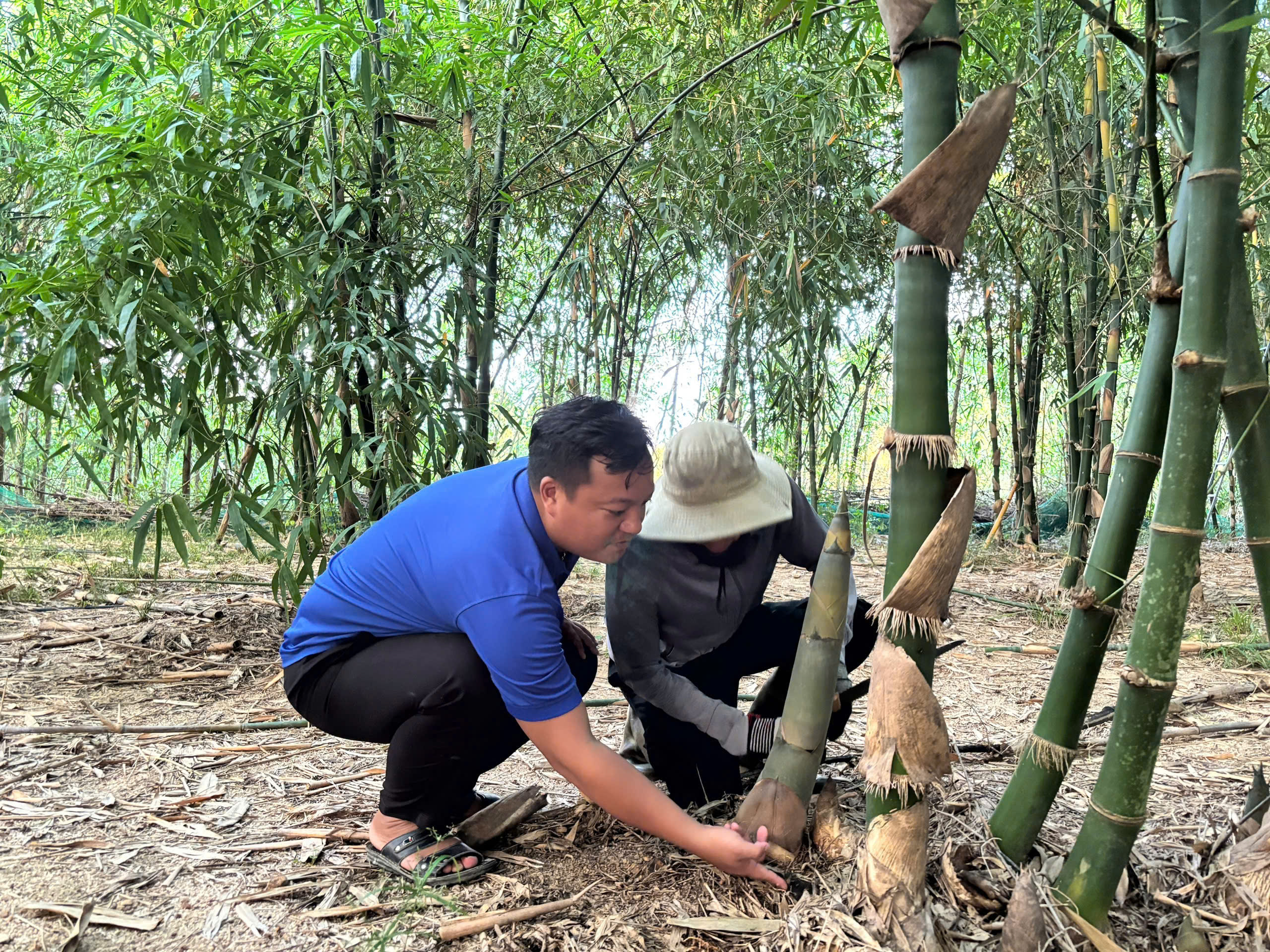 Trà Thanh Thịnh khởi nghiệp từ mô hình trồng, chế biến và kinh doanh sản phẩm măng tre tại xã Đồng Dương